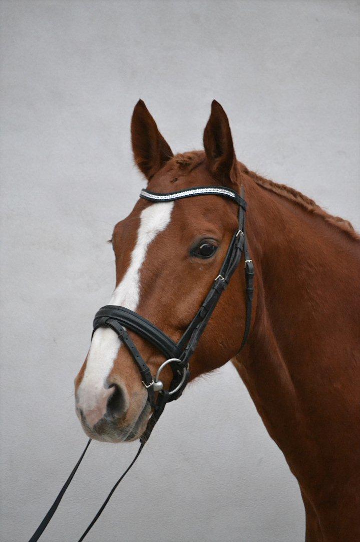 Dansk Varmblod Amber First billede 13