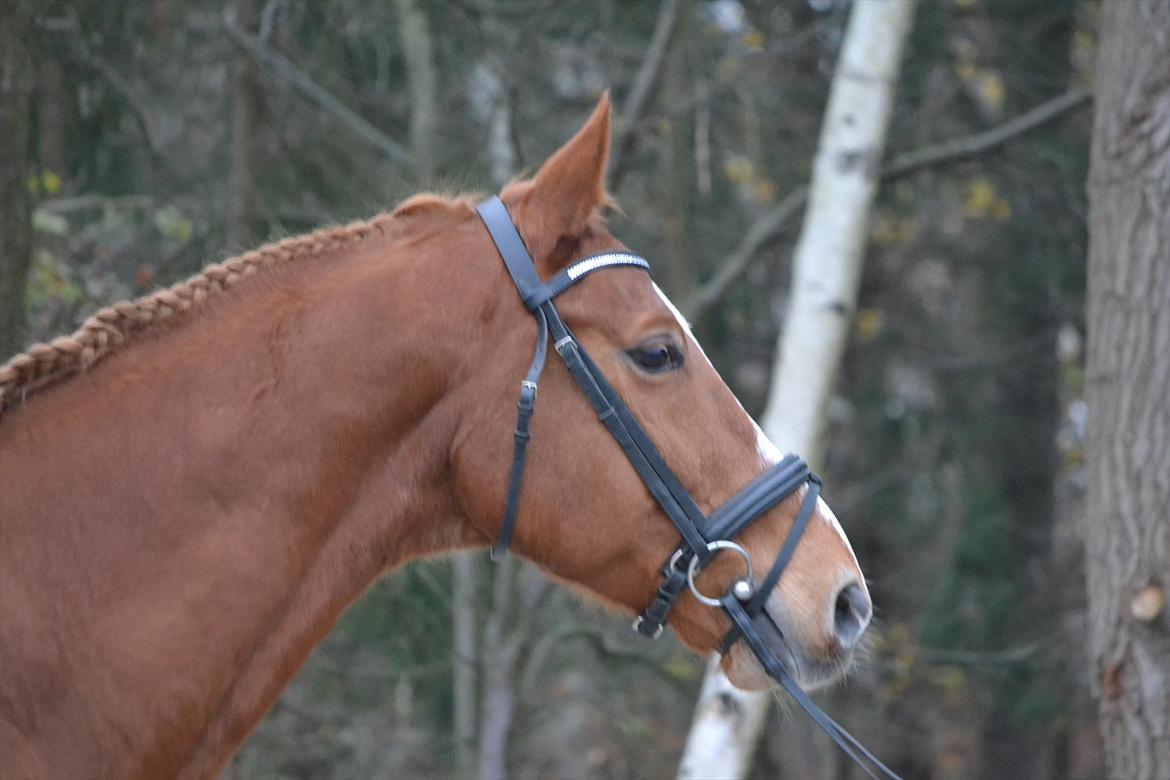 Dansk Varmblod Amber First billede 15