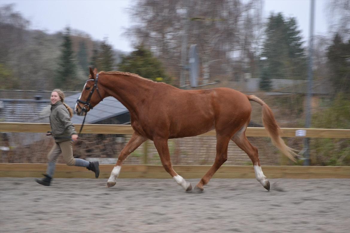 Dansk Varmblod Amber First billede 16