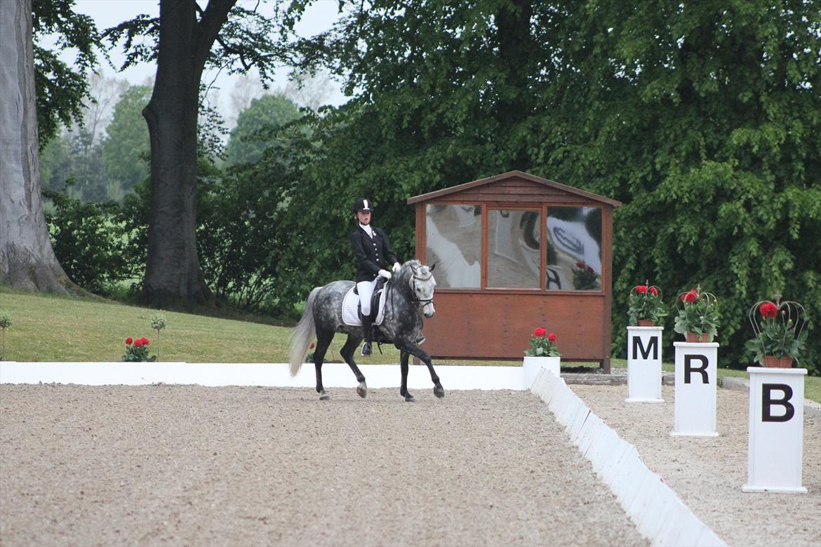 Anden særlig race Pegasus (SOLGT) - Landsstævne Broholm april 2011
La6 67% Nr 2 billede 15