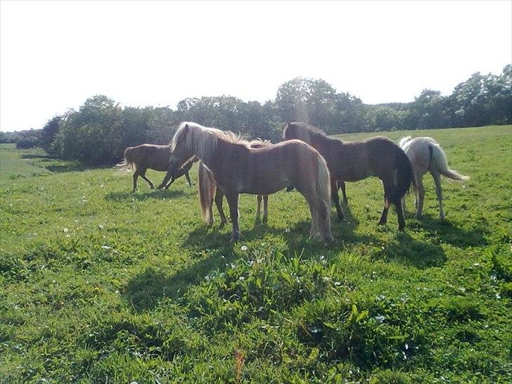 Islænder Stjarni fra Ragnarok - Sommer 2011 billede 12