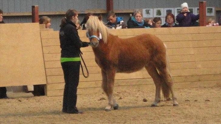 Islænder Stjarni fra Ragnarok - Følshow 2010 billede 6