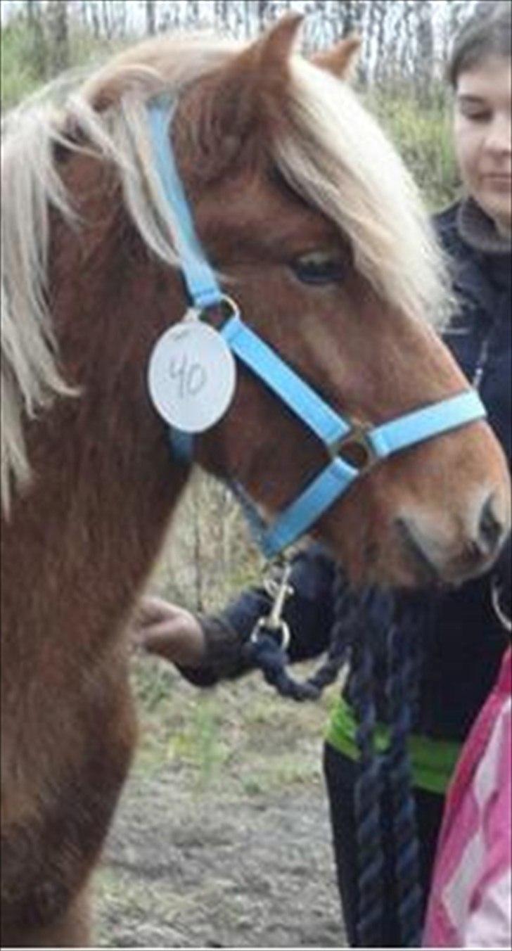 Islænder Stjarni fra Ragnarok - Følshow 2010 billede 7