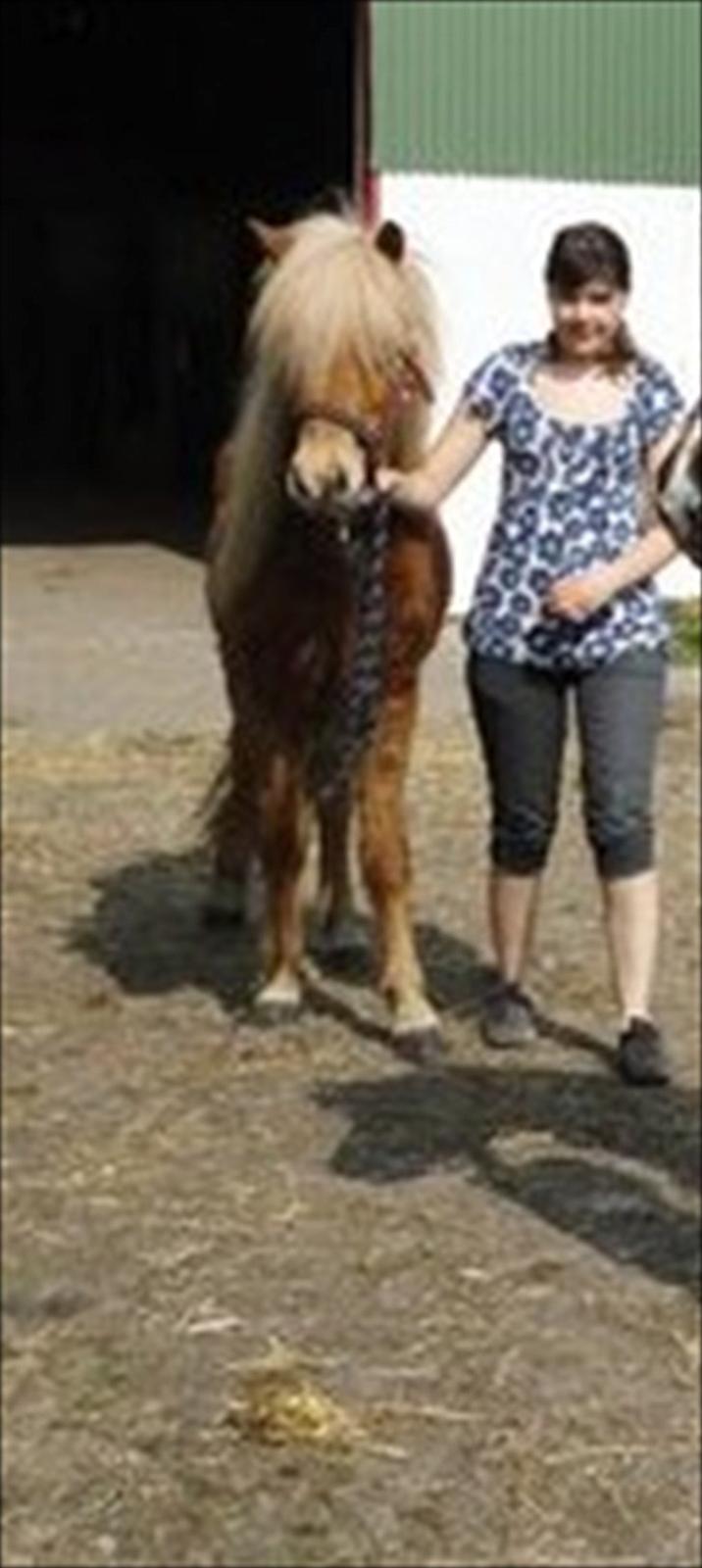 Islænder Stjarni fra Ragnarok - Ung og lige ankommet på rideskolen. billede 9