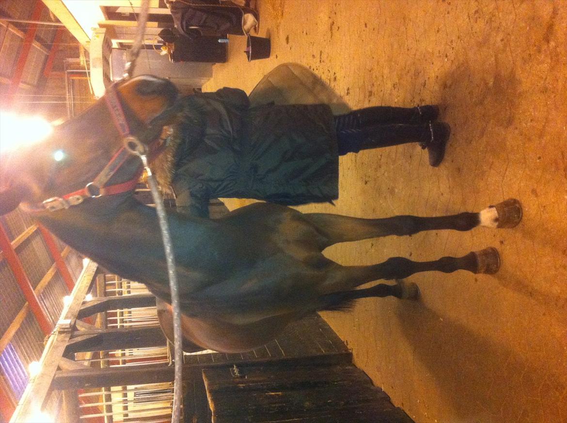 Tysk Sportspony P-Tim solgt - nyklippet billede 10