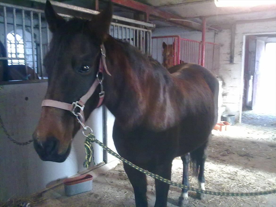 Anden særlig race Allie - her står min smukke allie og venter på at jeg bliver færdig med at strigle hende hun er sku så nem på staldgang hehe. billede 5