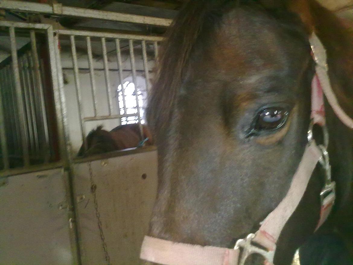 Anden særlig race Allie - hun er rolig i trafikken biler og lastbiler siger hun ik noget til dejligt så er det tid til skovtur hehe det ved jeg at hun vil elske.....bare giv den fuld gas så hun kan få brugt noget af alt den energi hun har :-) billede 8