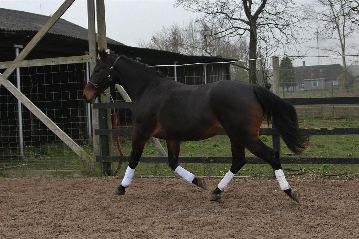 Oldenborg søstedgård's honey billede 5