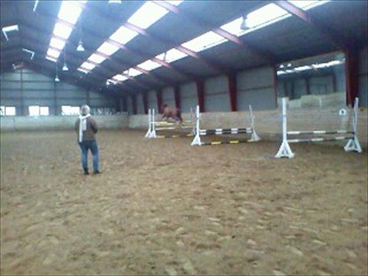 Anden særlig race Aros »Stjernen! billede 17