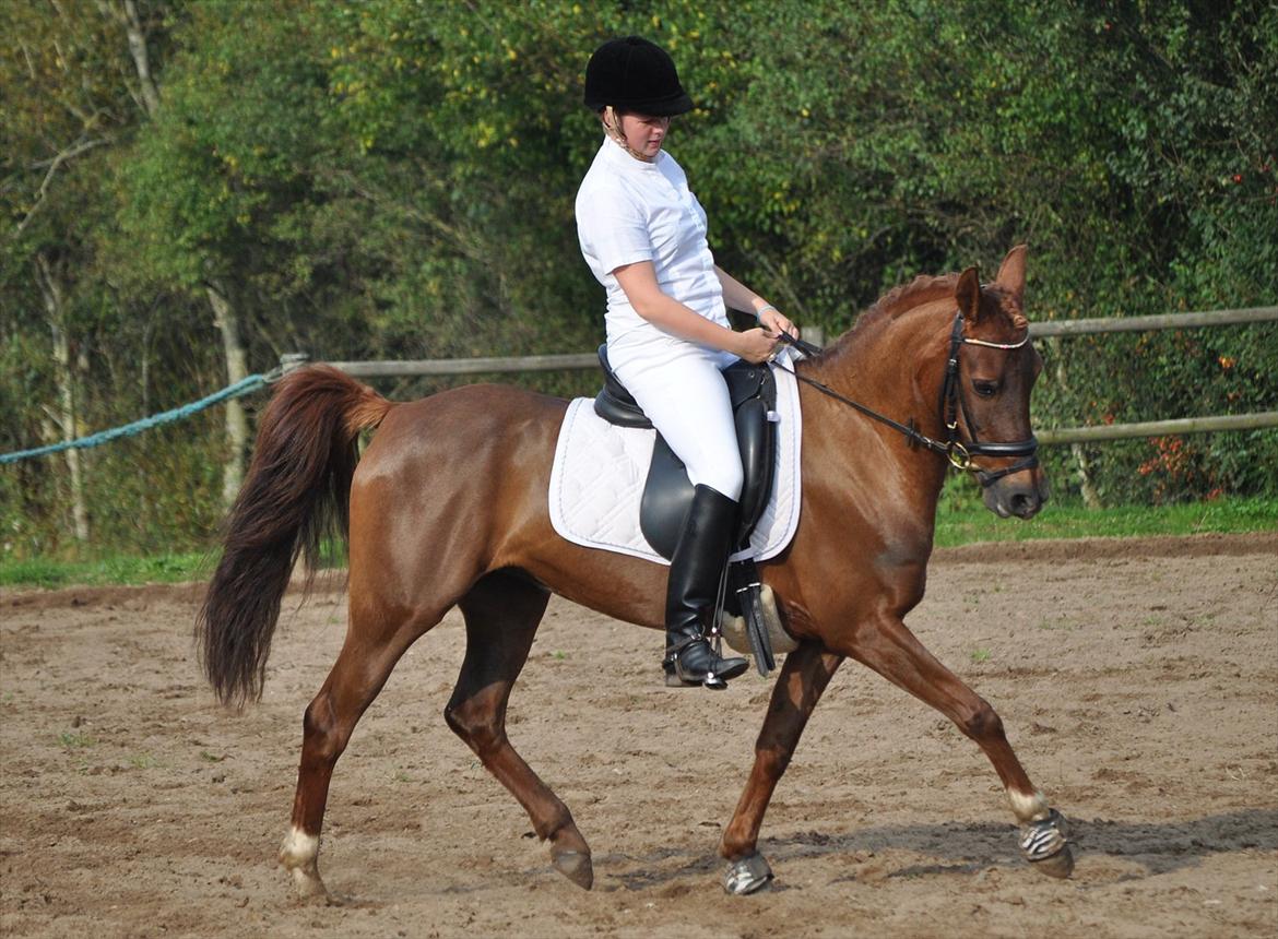 DSP Chanell billede 17