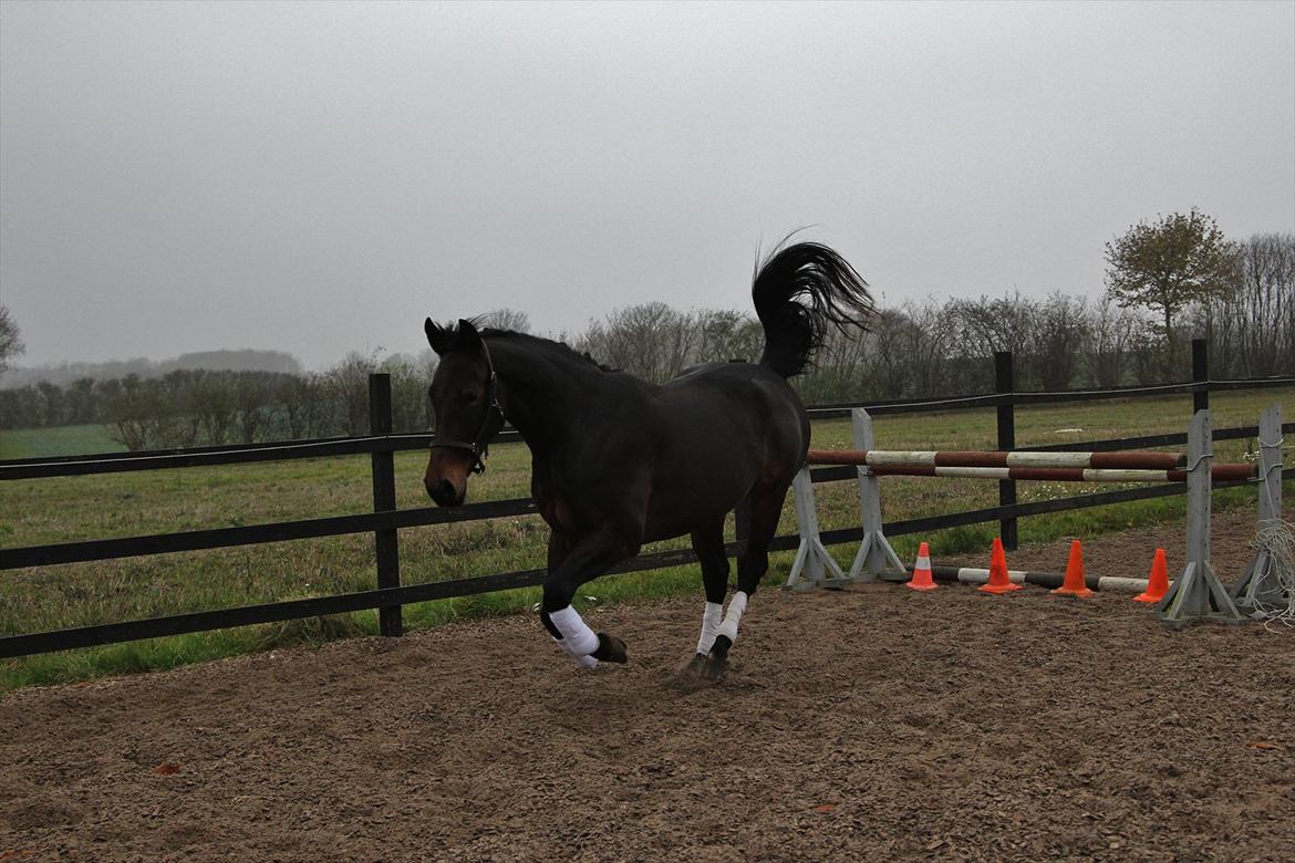 Oldenborg søstedgård's honey billede 6