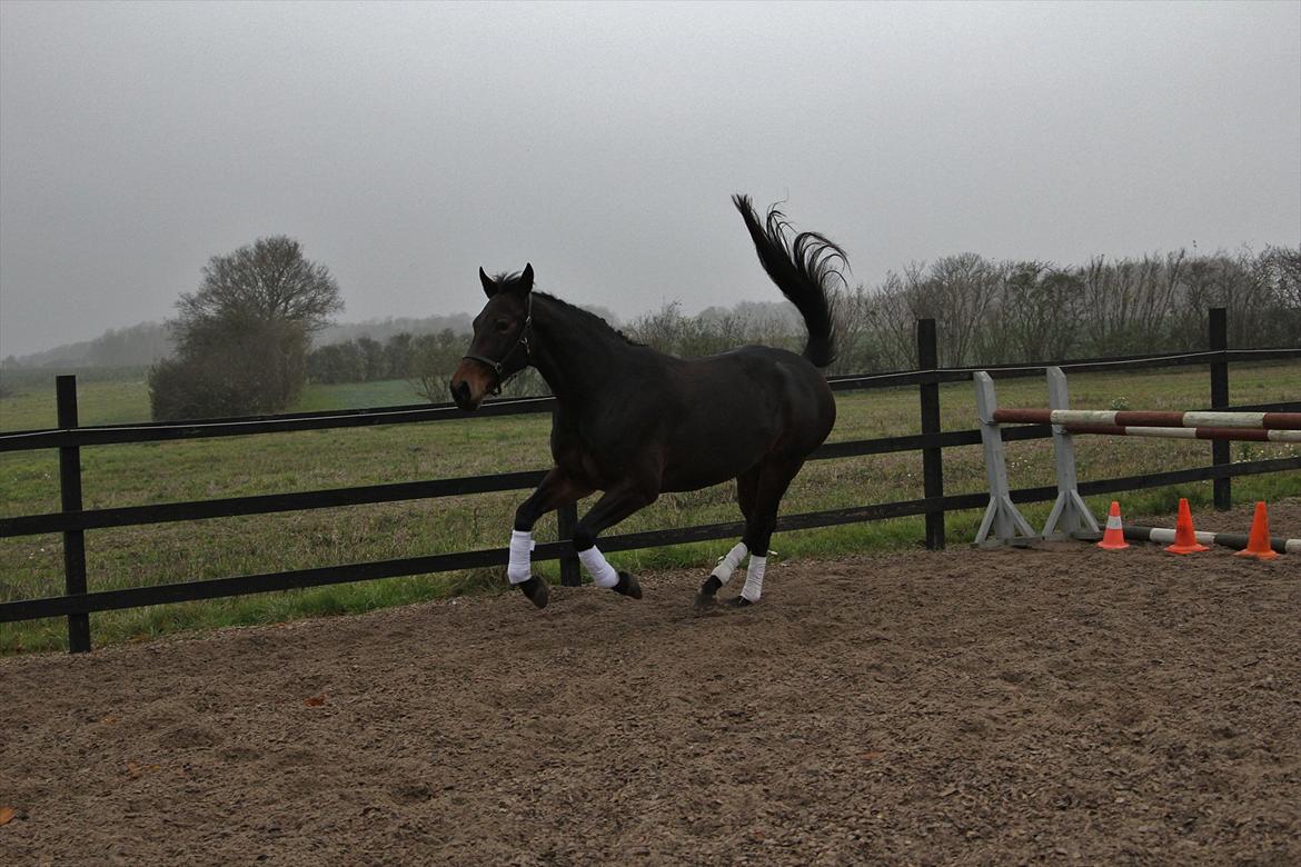 Oldenborg søstedgård's honey billede 8