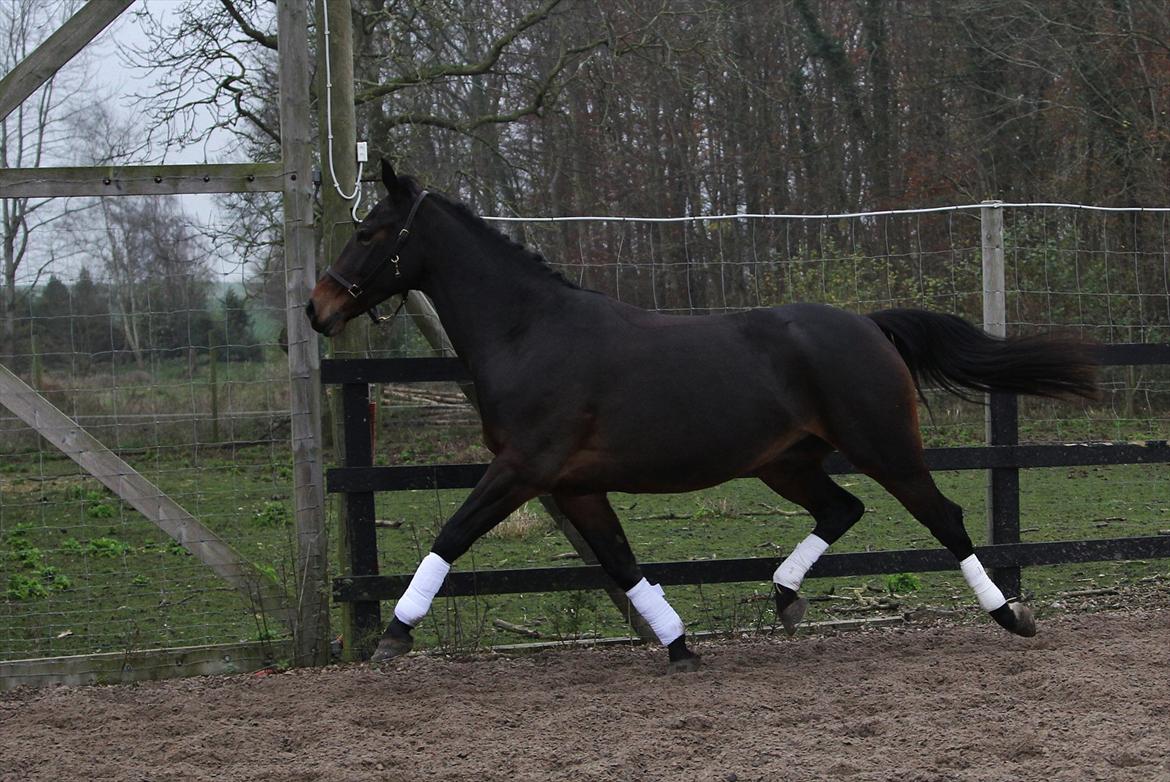 Oldenborg søstedgård's honey billede 9