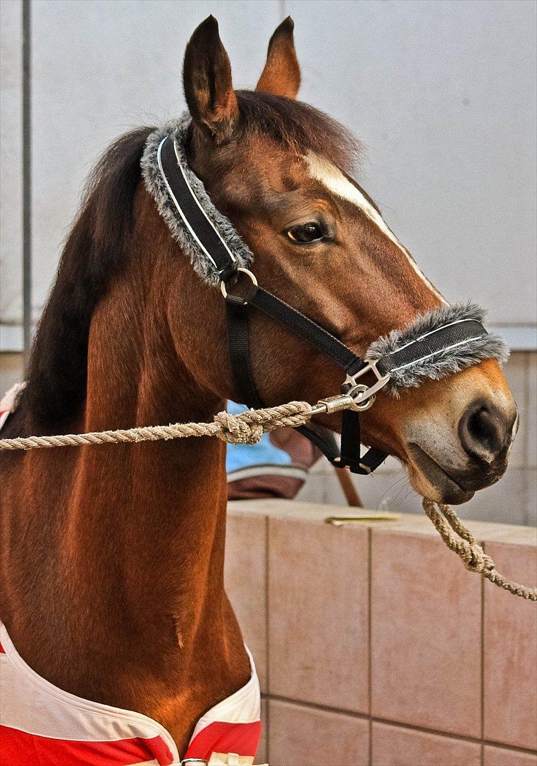 Anden særlig race Mirou ~ Min smukke dreng <3 - Min dejlige dreng :* billede 5