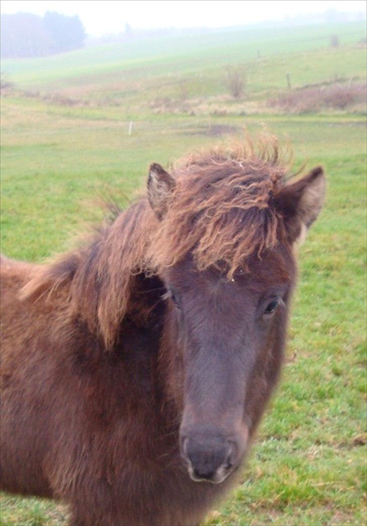 Islænder Dúfa fra Tyrvoldsdal - Dúfa - nu også med vinterpels, haha ;) billede 9