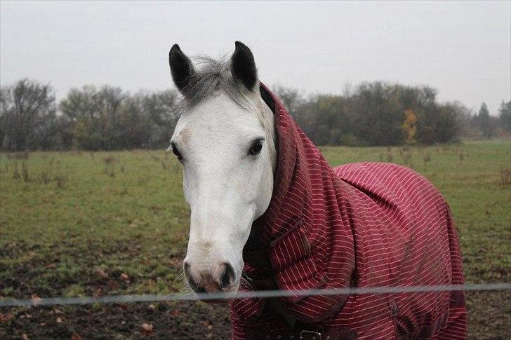 Anden særlig race smallwells sandy sapphire billede 12