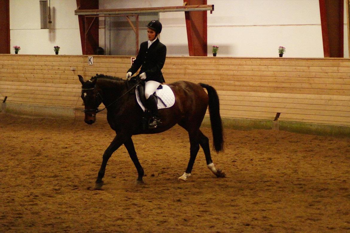 Anden særlig race Cadeau (part) billede 1