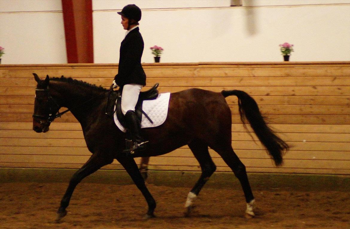 Anden særlig race Cadeau (part) - LC1 - taget ved skråt igennem i letridning. billede 5