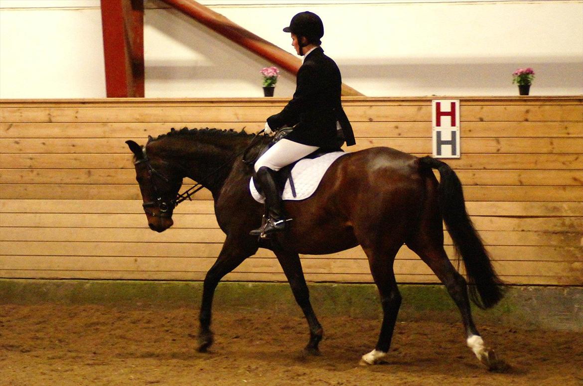 Anden særlig race Cadeau (part) billede 2