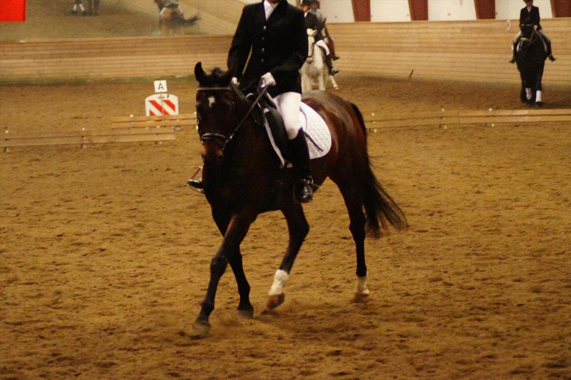 Anden særlig race Cadeau (part) billede 7