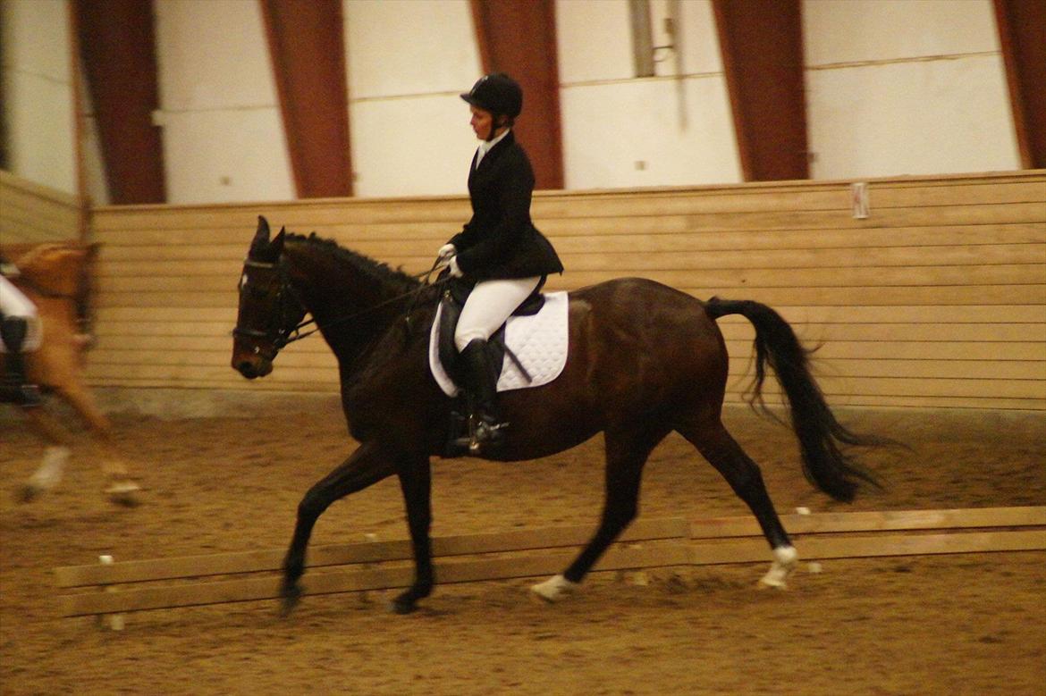 Anden særlig race Cadeau (part) billede 4