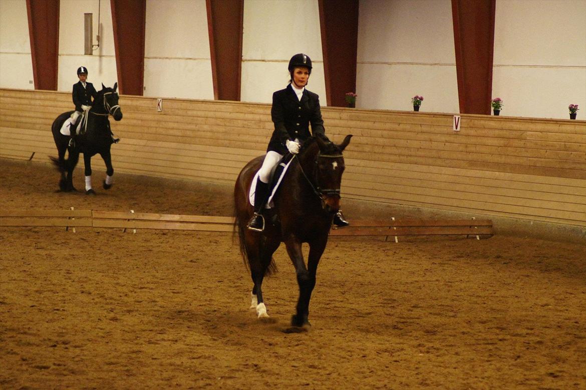 Anden særlig race Cadeau (part) billede 3