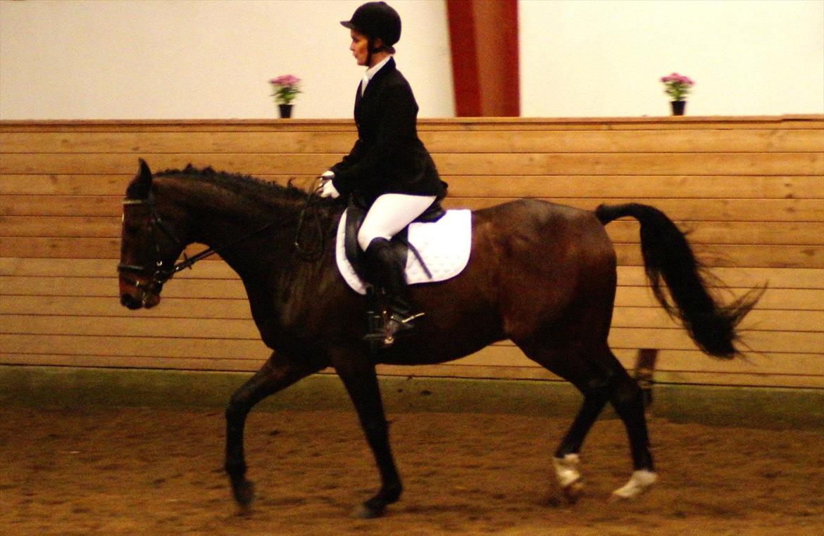 Anden særlig race Cadeau (part) - LC1 - taget ved skråt igennem i letridning. billede 6