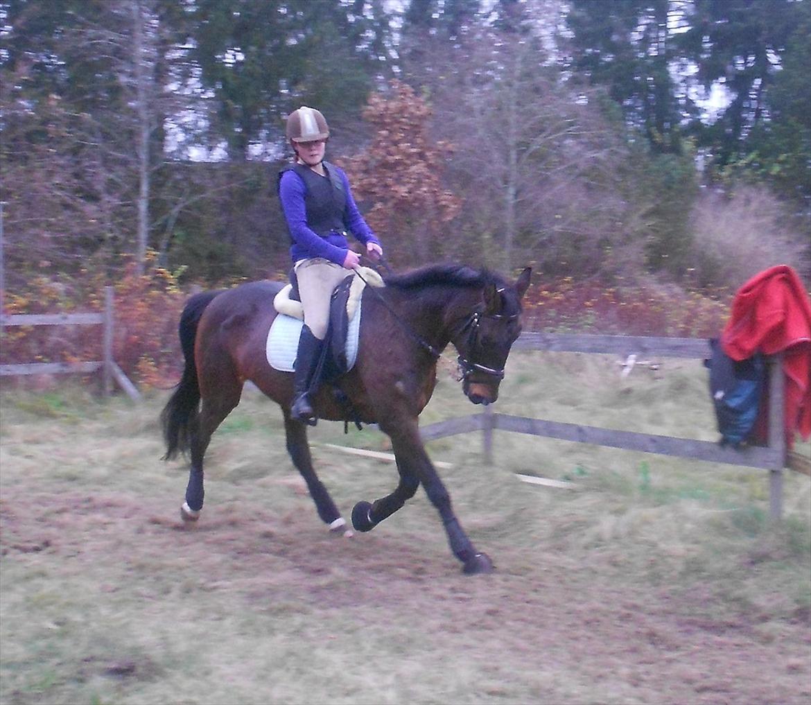 Traver Stella - NYT November 2011 billede 3