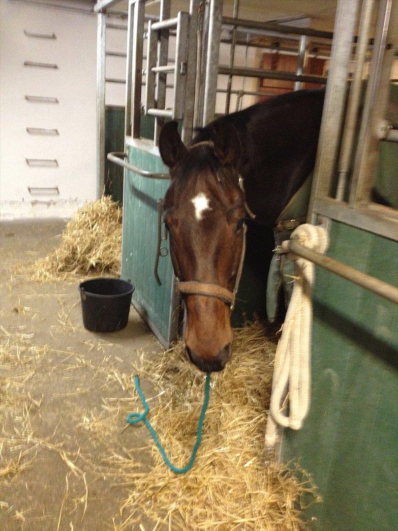 Anden særlig race Cadeau (part) - Står pænt og venter mens jeg henter hans foldmakker Candy billede 8