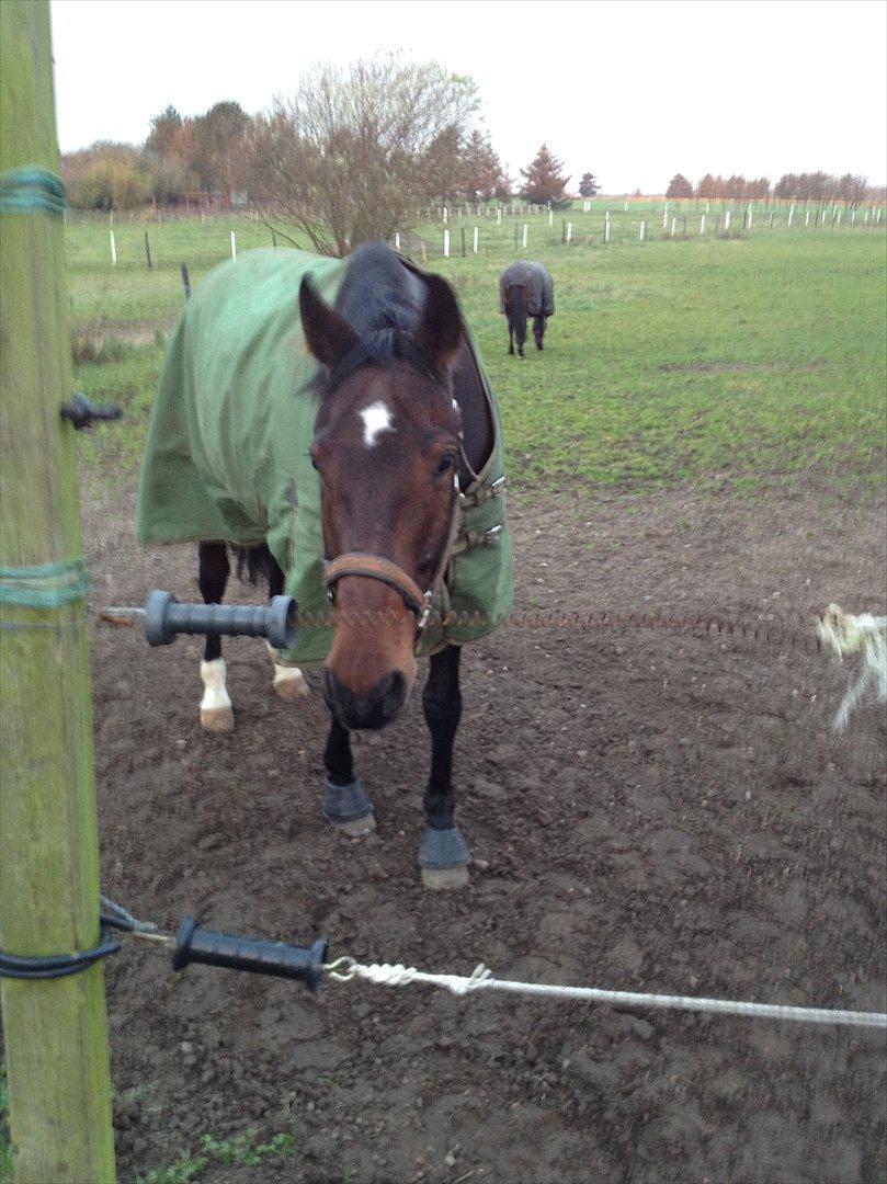 Anden særlig race Cadeau (part) - Giv mig flere gulerødder... nu... lige nu tak billede 9