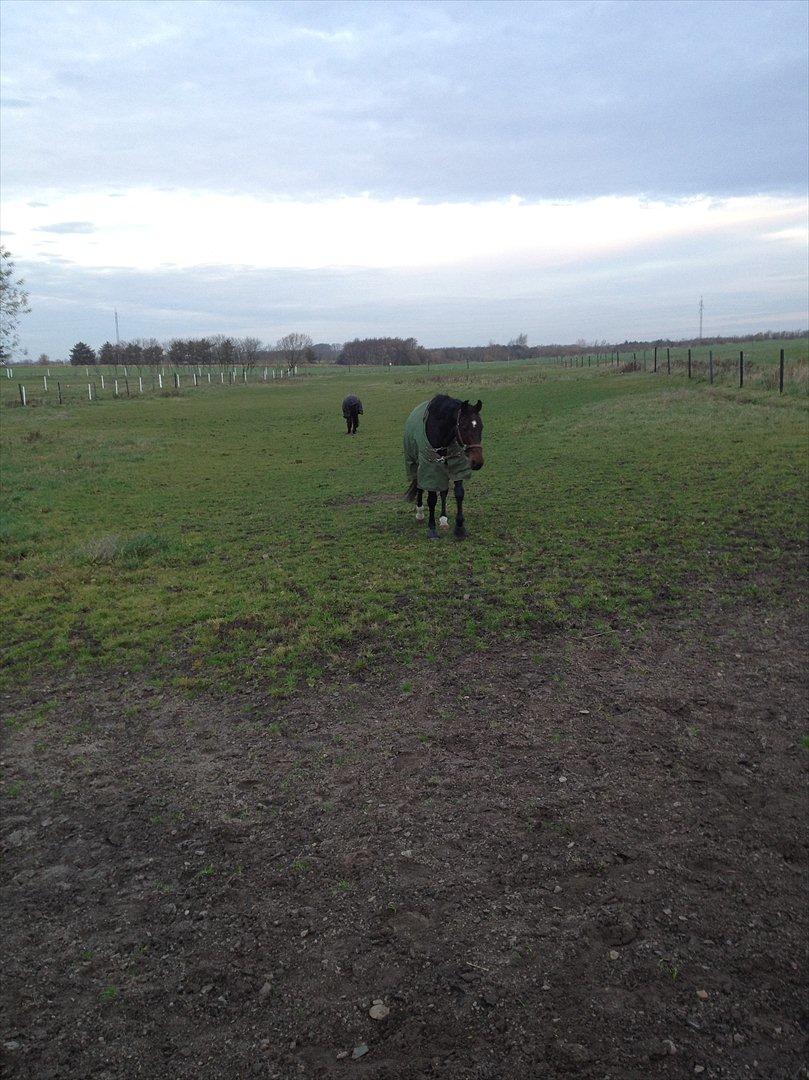 Anden særlig race Cadeau (part) - Kommer stille og roligt gående til leddet :-) billede 10