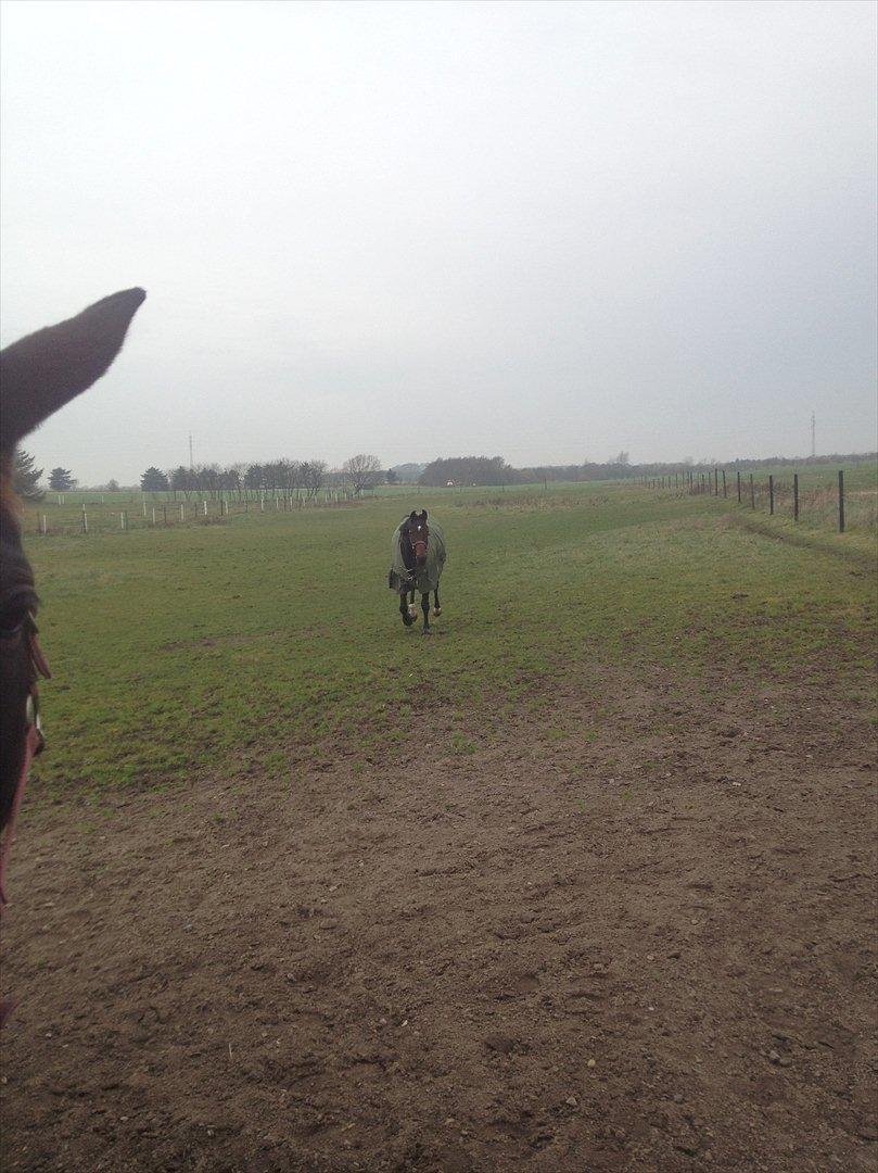 Anden særlig race Cadeau (part) - Cadeau kommer galoperende til leddet :-) billede 11