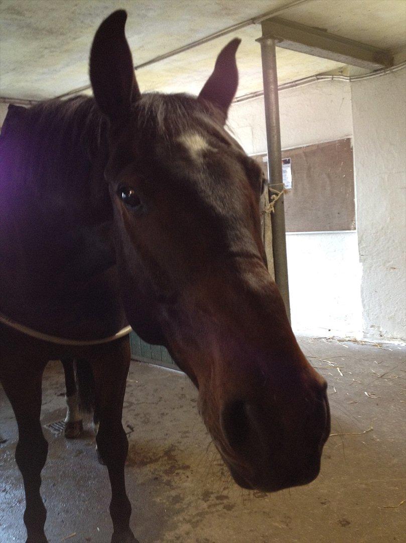 Anden særlig race Cadeau (part) - Mullemullemulle billede 12