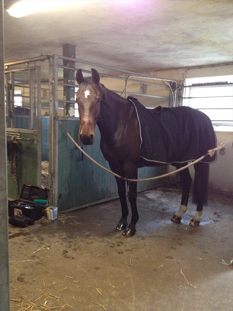 Anden særlig race Cadeau (part) billede 13