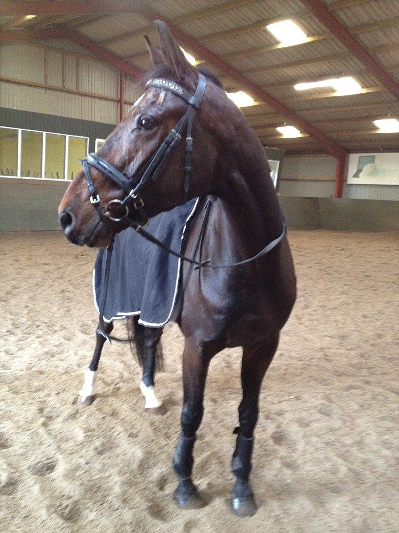 Anden særlig race Cadeau (part) billede 14