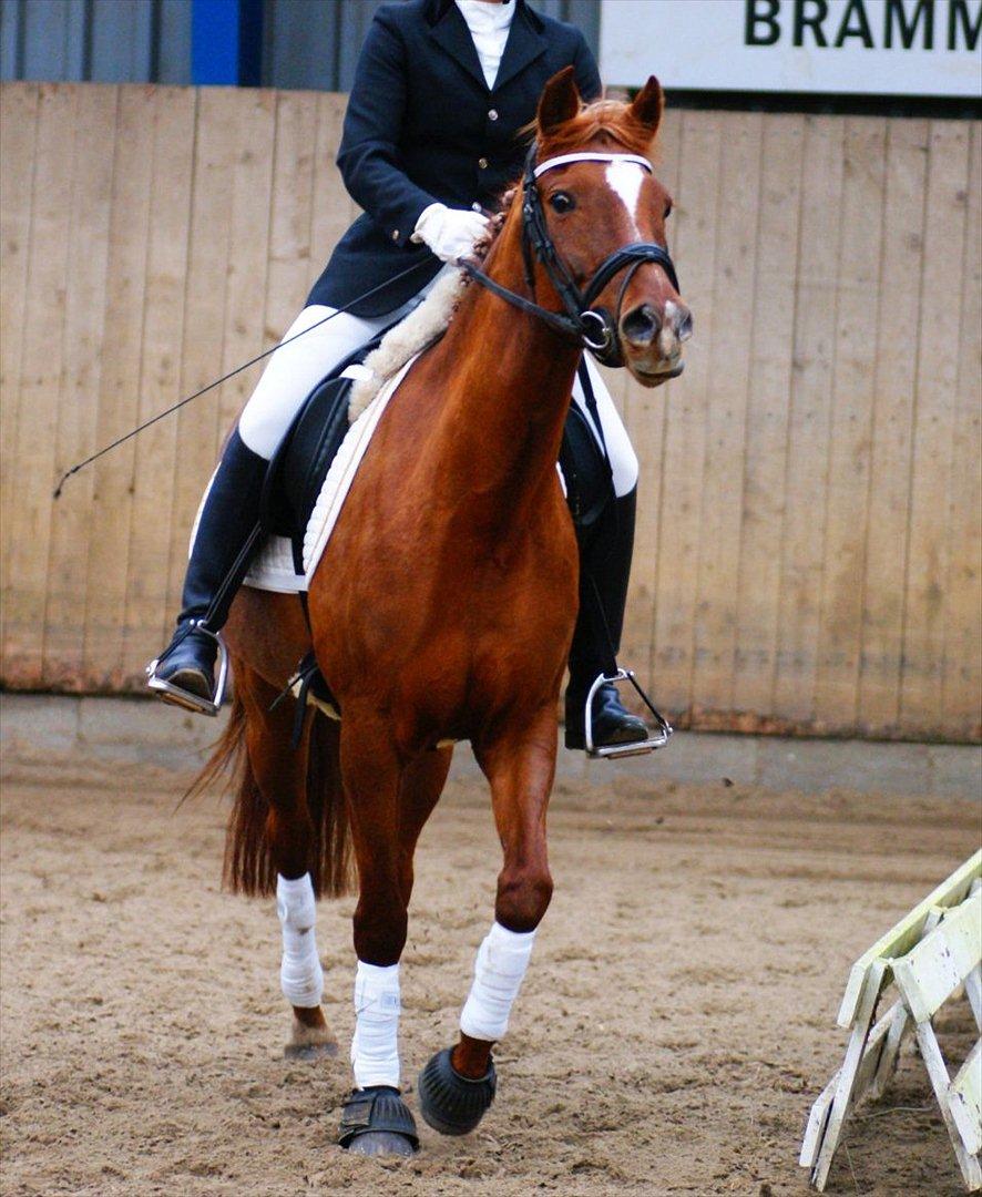 Anden særlig race Lillegårds Tøsen - Stævne i Bramming, Tøsen og Sophie. 20/11-11 - Fotograf Helena. billede 18