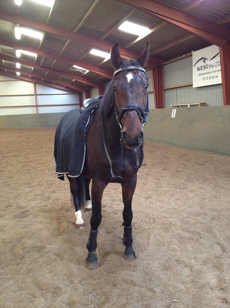 Anden særlig race Cadeau (part) billede 15