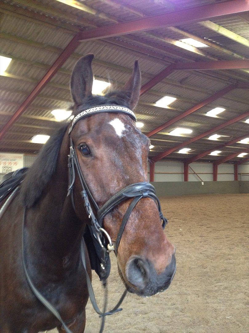 Anden særlig race Cadeau (part) billede 16