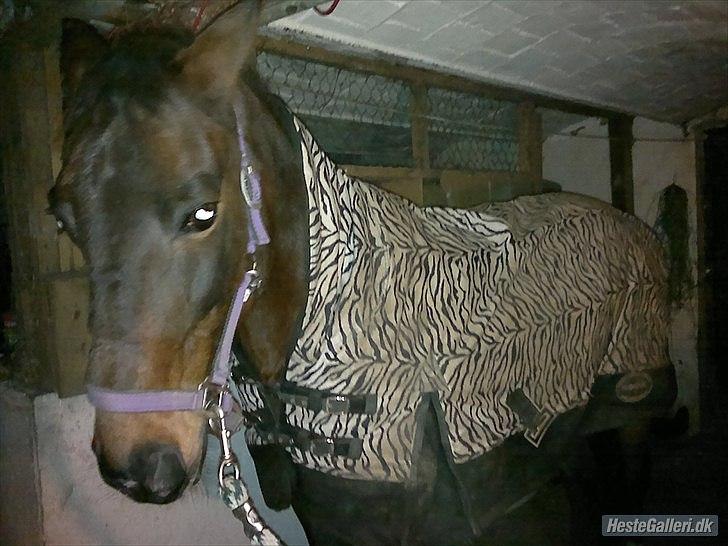 Traver Stella - NYT November 2011

- Stella med sit nye seje Zebra dækken :b billede 2