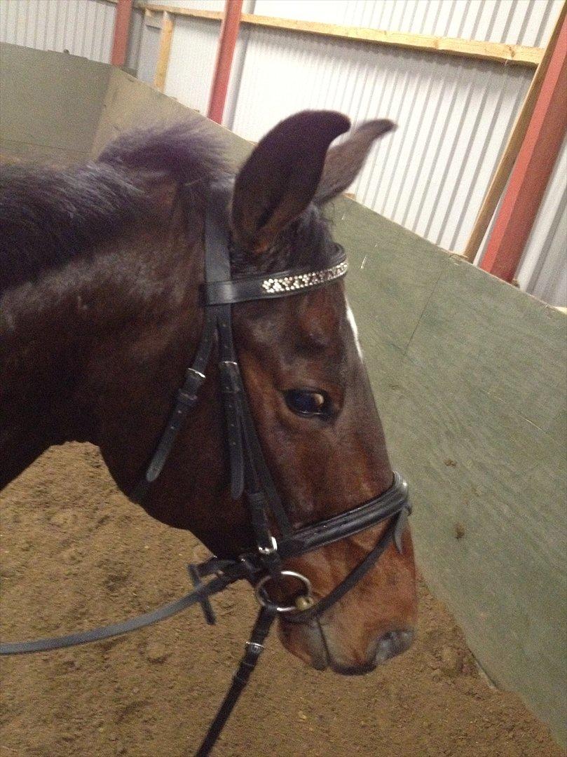 Anden særlig race Cadeau (part) billede 17