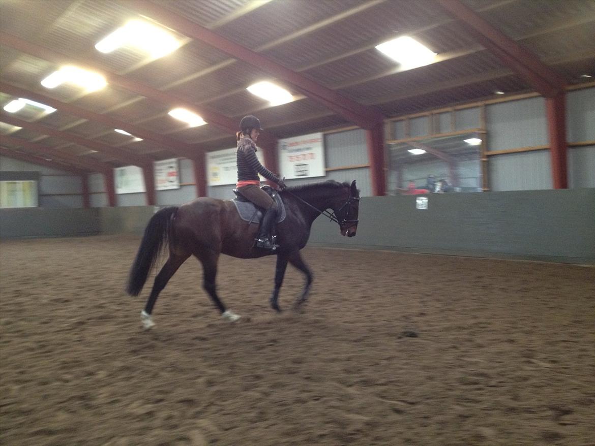 Anden særlig race Cadeau (part) billede 18