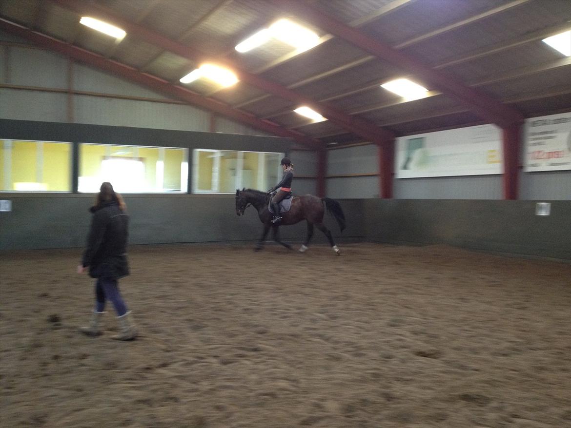 Anden særlig race Cadeau (part) billede 19