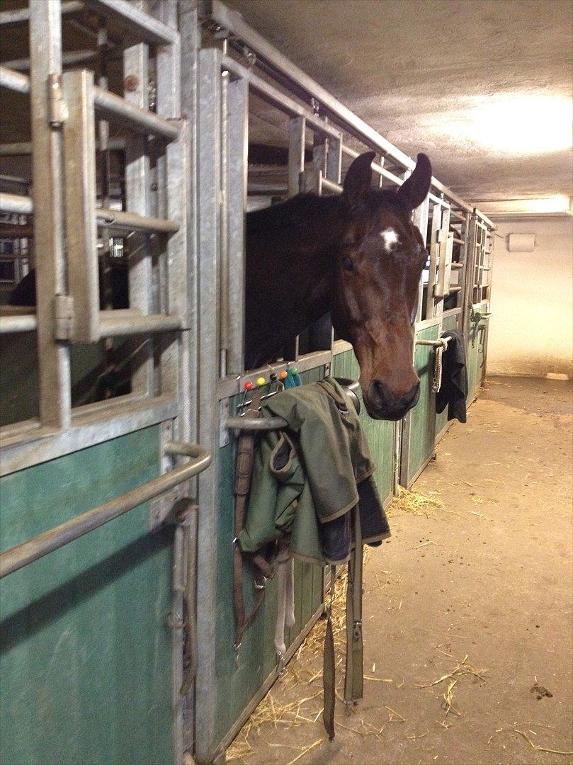 Anden særlig race Cadeau (part) billede 20