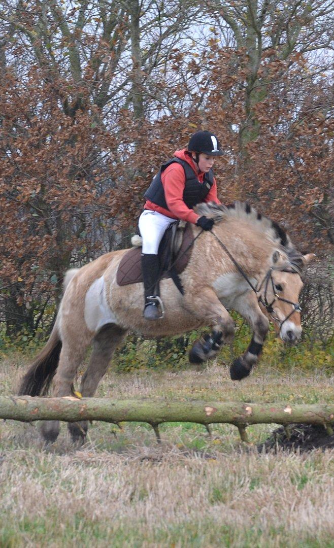 Fjordhest Sofie<33 - Haha, grav med stil! xD Jagt 2011.. 

FOTO: Ann Svendsen billede 12