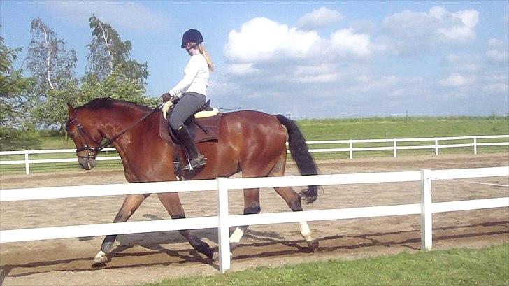 Dansk Varmblod Fairytale † - Fairy og jeg på banen. billede 11