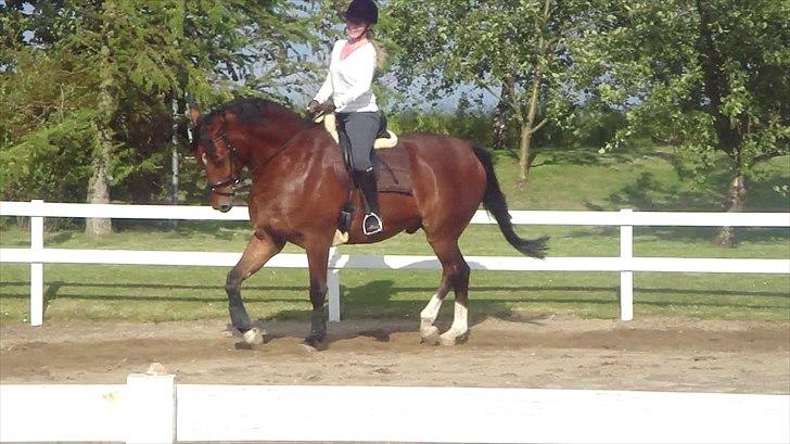 Dansk Varmblod Fairytale † - Fairy og jeg på banen. billede 14