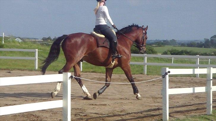 Dansk Varmblod Fairytale † - Fairy og jeg på banen. billede 16