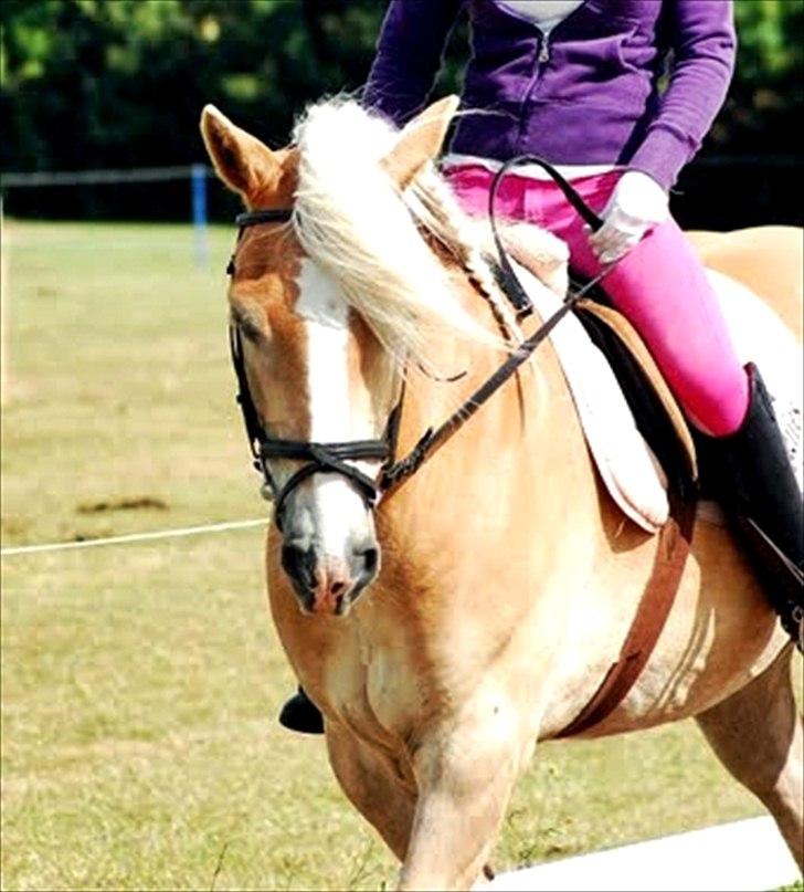 Haflinger Stakato - cognac er desværre solgt. og jeg savner ham så uendeligt meget! for han betyd virkelig alt for mig, og det gør han stadig! han var den dejligste pony, jeg nogensinde kunne ønske mig! alt min kærlighed er sendt til dig min skat. savner dig!! billede 1