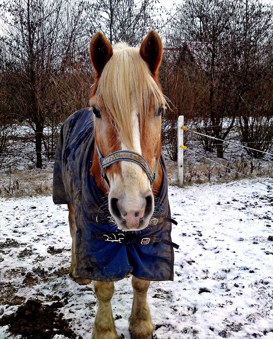 Haflinger Stakato billede 9