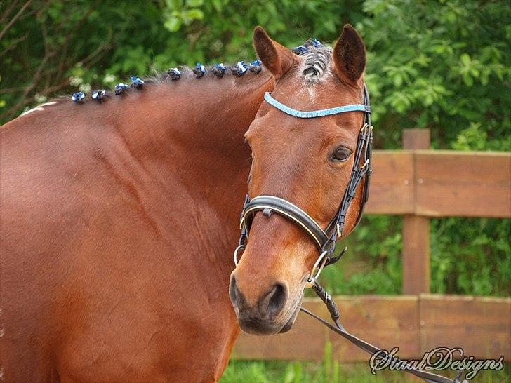 Anden særlig race Nova - Velkommen til Novas profil :D<3 Foto: Dorte Simonsen billede 1